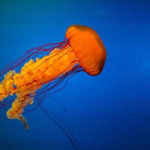 Adjustable Height Standing Desk Converter