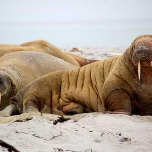 Electric Milk Frother