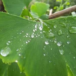 Whole Roasted Chicken