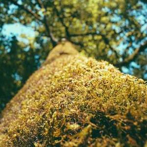 Cat Scratching Post with Toys