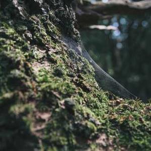Fruit Infuser Water Bottle