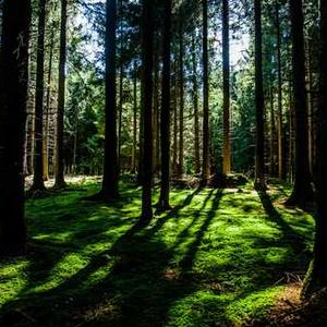 Lentil Vegetable Curry