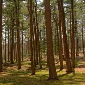 Set of Silicone Baking Molds