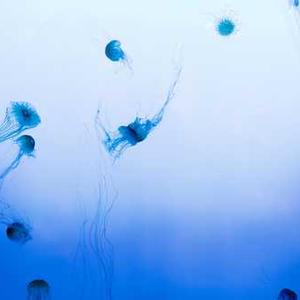 Smoked Paprika Chicken Thighs