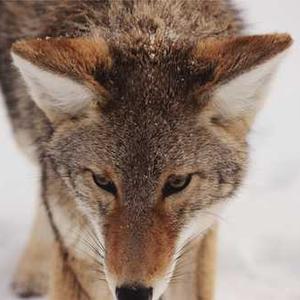 Vegan Chocolate Cake Mix