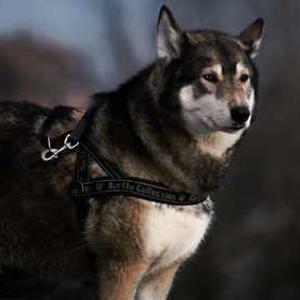 Kids' Outdoor Explorer Kit