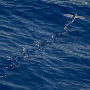 Almond Flour Pancake Mix