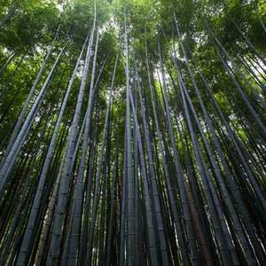 Stainless Steel Water Pitcher