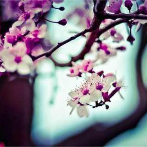 Garden Kneeler and Seat