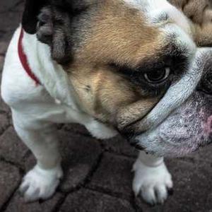 Sparkling Blood Orange Soda