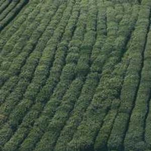 Wireless Earbud Silicone Covers