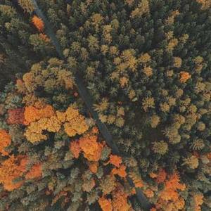 Dog Training Clicker