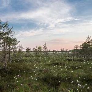 Stuffed Grape Leaves
