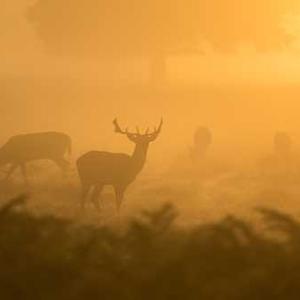Tandoori Chicken Marinade
