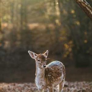 Chocolate Raspberry Tart