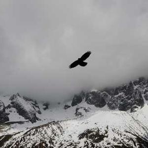 Maple Glazed Carrots